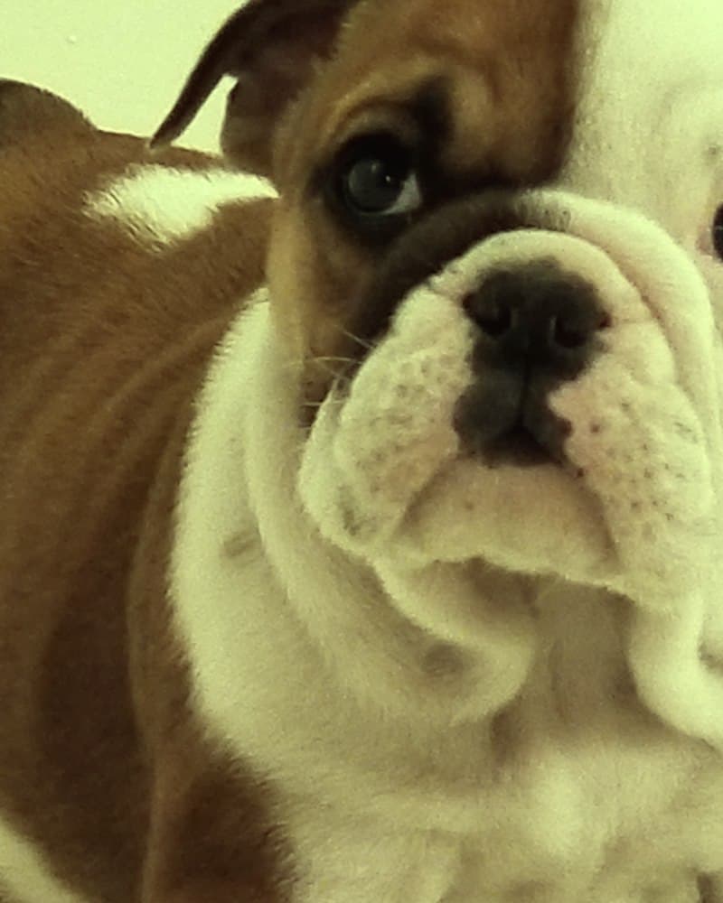 Margo, French Bulldog puppy
