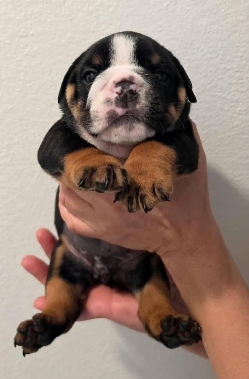 Scooby, English Bulldog puppy (reserved)