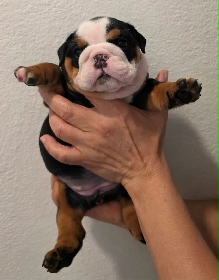 Scrappy, English Bulldog puppy (reserved)