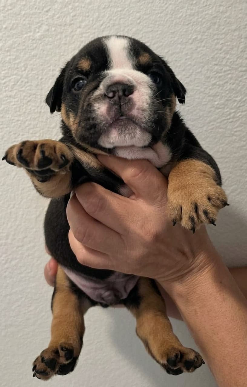 Shaggy, English Bulldog puppy